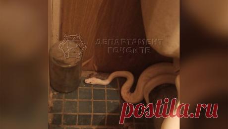 Москвичка сообщила о двух змеях в квартире, но информация не подтвердилась. Жительница Щукино позвонила в экстренные службы и сообщила, что заметила в коридоре своей квартиры две большие змеи. Об этом сообщает агентство "Москва". По вызову выехали спасатели. Когда они добрались до квартиры, им открыл ...