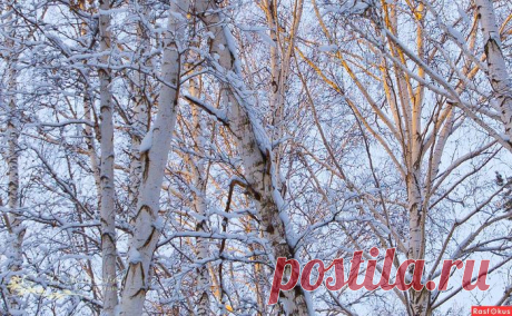Великолепными коврами, блестя на солнце снег лежал... Фотограф Юрий Карачев.