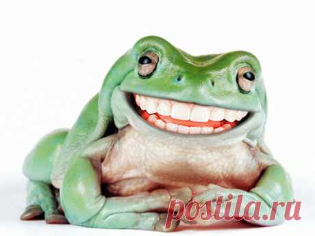 Сказка про жабу, которая заменит консультацию психолога - Adfave