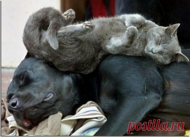 Сумасшедший кот фото