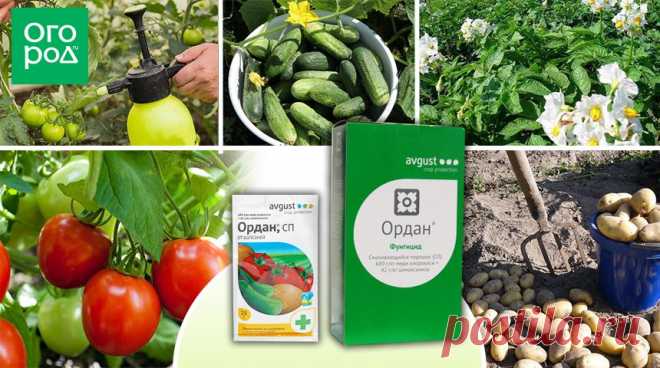 Ордан – инструкция по применению, действие фунгицида. Меры безопасности для Ордана, совместимость. | Справочник (Огород.ru)