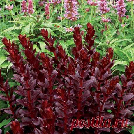 Sedum Touchdown Teak Очиток Тачдаун Тик Heemskerk Vaste Planten / Perennials