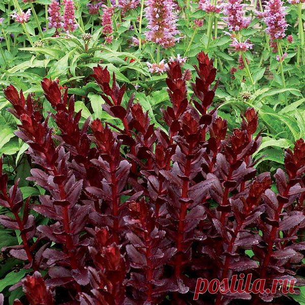 Sedum Touchdown Teak Очиток Тачдаун Тик Heemskerk Vaste Planten / Perennials