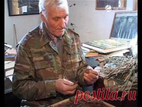 Золотой корень (родиола розовая): применение, описание