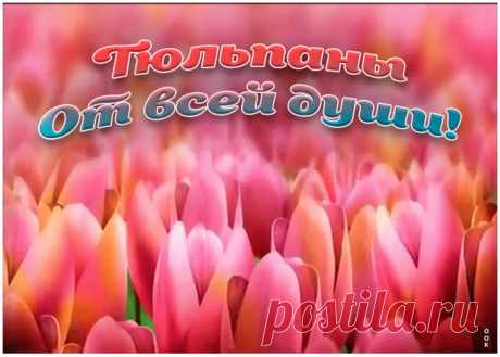 Тюльпаны от всей души