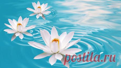 цветы на рабочий стол: 126 тыс изображений найдено в Яндекс.Картинках