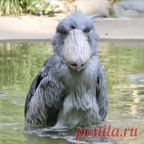 Video by © @hashibiroko