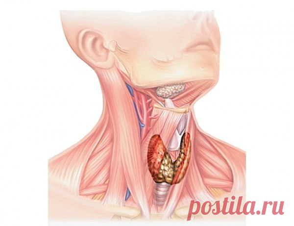 ЛЕЧЕНИЕ ЩИТОВИДКИ НАРОДНЫМИ СРЕДСТВАМИ.
Рецепт 1.
Сок 10-ти лимонов, 10 измельченных головок чеснока, 1 литр натурального меда. Настаивайте смесь в течение 7-ми дней. Пейте по 4 ч. л. 1 раз в день, по ложечке, не спеша.
Рецепт 2.
Натрите 1 лимон вместе с цедрой, перемешайте с сахаром и принимайте за 30 минут до еды по 1 ч. л. 3 р. в день.
Рецепт 3.
В 0.5 литровую банку поместите скорлупки 14-ти грецких орехов, заполните водкой и настаивайте 7 дней в темном тёплом мест...