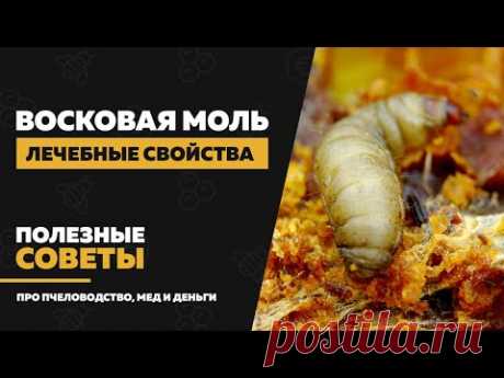 Восковая моль (огневка) — применение и лечение. Лечебные свойства, настойка