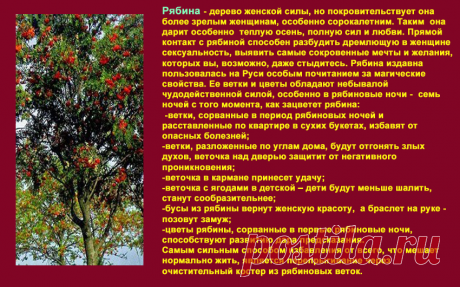 Магические свойства деревьев.