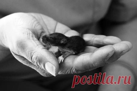 20 крошечных детенышей, которые помещаются в ладошку / Surfingbird знает всё, что ты любишь