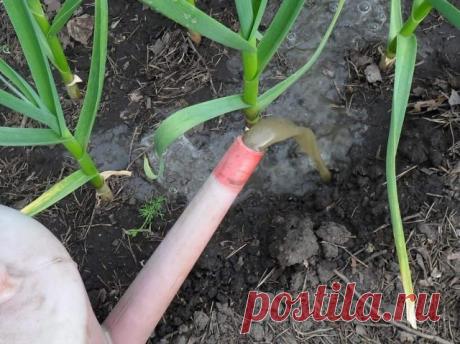 ЧЕМ ПОДКОРМИТЬ ЧЕСНОК В МАЕ ОТ ПОЖЕЛТЕНИЯ
Почему желтеют листья у чеснока?
Пожелтение листьев у чеснока может быть вызвано различными причинами. Но чаще всего это нарушение физиологических процессов в развитии: нехватка элементов питания, нарушение воздухообмена в корневой зоне, длительное отсутствие тепла, солнечной энергии и др. На фоне затяжных похолоданий почва имеет низкие температуры, и питание плохо усваивается растениями. Подкормки, внесенные ранее, размываются оса...