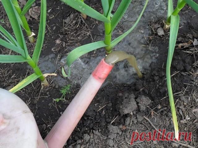 ЧЕМ ПОДКОРМИТЬ ЧЕСНОК В МАЕ ОТ ПОЖЕЛТЕНИЯ
Почему желтеют листья у чеснока?
Пожелтение листьев у чеснока может быть вызвано различными причинами. Но чаще всего это нарушение физиологических процессов в развитии: нехватка элементов питания, нарушение воздухообмена в корневой зоне, длительное отсутствие тепла, солнечной энергии и др. На фоне затяжных похолоданий почва имеет низкие температуры, и питание плохо усваивается растениями. Подкормки, внесенные ранее, размываются оса...