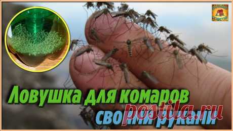 Кто бы мог подумать, что из пластиковых бутылок можно сделать простейшую ловушку для комаров своими руками