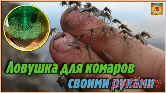 Кто бы мог подумать, что из пластиковых бутылок можно сделать простейшую ловушку для комаров своими руками