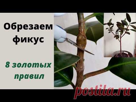 Обрезка фикуса каучуконосного (эластика). 8 золотых правил.