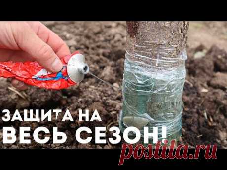 Яблоня без тли и муравьёв. Лучшая ловушка от муравьев на всё лето без вреда для дерева.