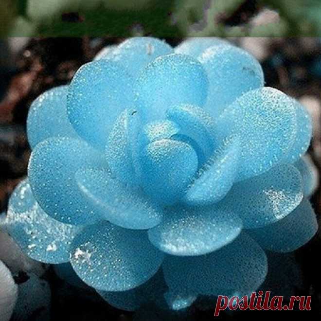 100 Многолетние семена синего камня