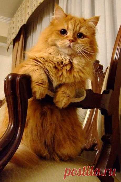 ༺ Lovely Pet's ༻