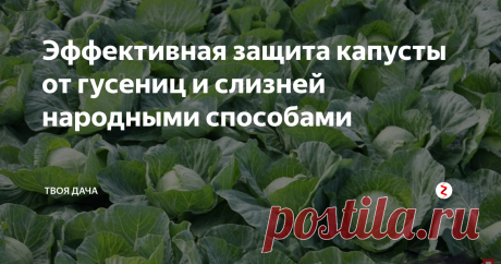 Эффективная защита капусты от гусениц и слизней народными способами Для получения большого, здорового урожая капусты, ей требуется обеспечить не только надлежащий уход, но и защитить от вредителей. Наиболее распространенными являются слизни и различные гусеницы. Для этих целей можно использовать как специализированные препараты, так и народные средства. Последние, абсолютно безопасны для растений, а их эффективность подтверждена временем.
Защита от гусениц
Для при