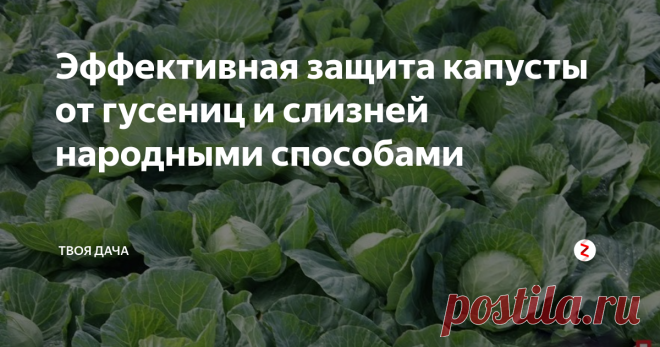 Эффективная защита капусты от гусениц и слизней народными способами Для получения большого, здорового урожая капусты, ей требуется обеспечить не только надлежащий уход, но и защитить от вредителей. Наиболее распространенными являются слизни и различные гусеницы. Для этих целей можно использовать как специализированные препараты, так и народные средства. Последние, абсолютно безопасны для растений, а их эффективность подтверждена временем.
Защита от гусениц
Для при