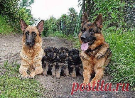 Группа: • Мир СОБАК и КОШЕК