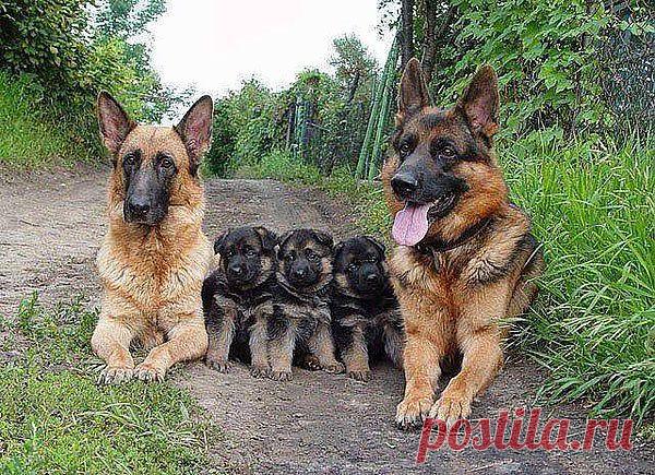 Группа: • Мир СОБАК и КОШЕК