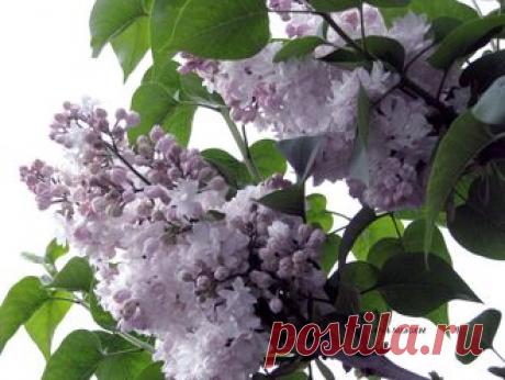 САДОВЫЕ МНОГОЛЕТНИКИ - Сирень Московская красавица