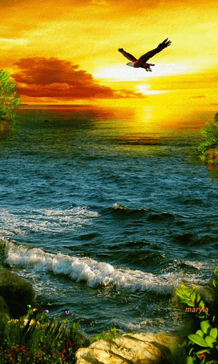 Живые фотографии – Живые картинки – Сообщество – Google+