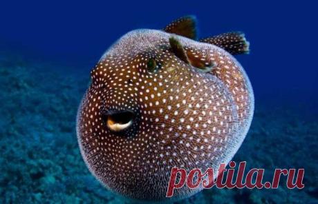 Интересные факты о ядовитой рыбе фугу