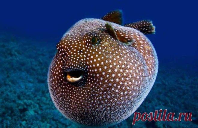 Интересные факты о ядовитой рыбе фугу