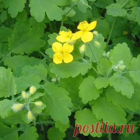 Какие растения используют для лечения ран ожогов