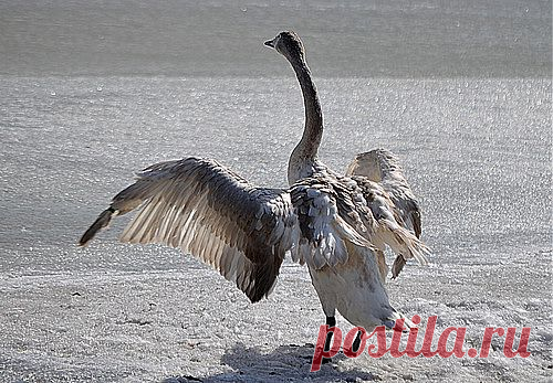 eliza-lebedewa — «DSC_0633.jpg» на Яндекс.Фотках