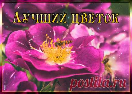 Картинка лучший цветок