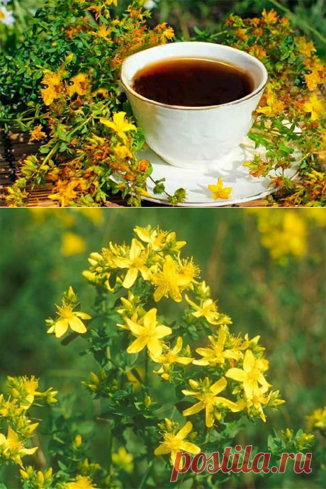 Зверобой-волшебник – как правильно применить чудесную силу простой травки