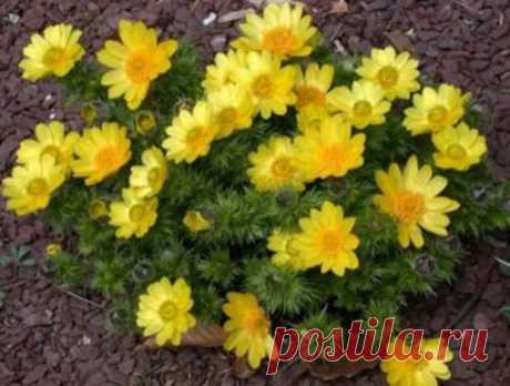 Сердечники всегда с тревогой ждут перемен погоды
Приступы становятся чаще. Я тоже много лет боялся их из-за своей ишемии. Но страх в таком деле только на руку недугу. Теперь же у меня есть народный рецепт, который помогает в любое время. Смешайте в равных частях по весу траву адониса и вахты трехлистной. 3 ст. ложки смеси залейте стаканом водки, настаивайте в темном месте […]
Читай пост далее на сайте. Жми ⏫ссылку выше