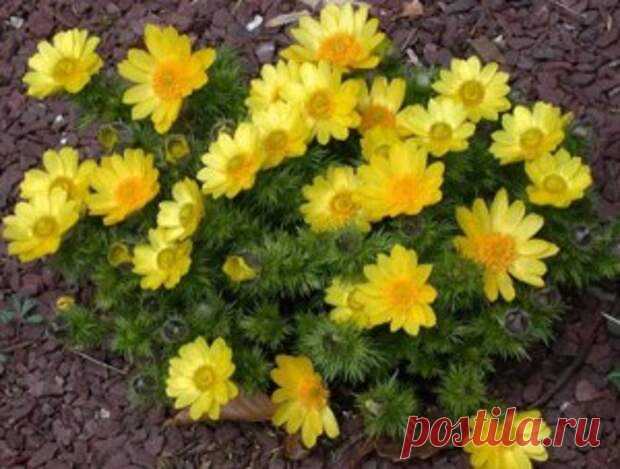 Сердечники всегда с тревогой ждут перемен погоды
Приступы становятся чаще. Я тоже много лет боялся их из-за своей ишемии. Но страх в таком деле только на руку недугу. Теперь же у меня есть народный рецепт, который помогает в любое время. Смешайте в равных частях по весу траву адониса и вахты трехлистной. 3 ст. ложки смеси залейте стаканом водки, настаивайте в темном месте […]
Читай пост далее на сайте. Жми ⏫ссылку выше