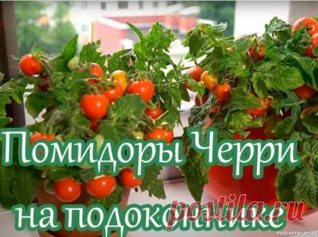 Помидоры Черри на подоконнике В комнатных условиях можно выращивать довольно много сортов и гибридов томатов. Но более пригодны для выращивания в домашних условиях раннеспелые томаты с невысоким компактным кустом, дружным созреванием плодов и самые неприхотливые из томатов к условиям освещенности. По этим критериям,...