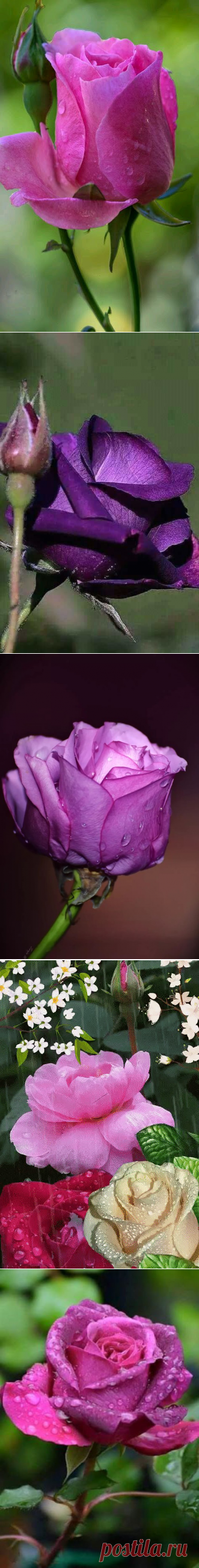 (50) Одноклассники