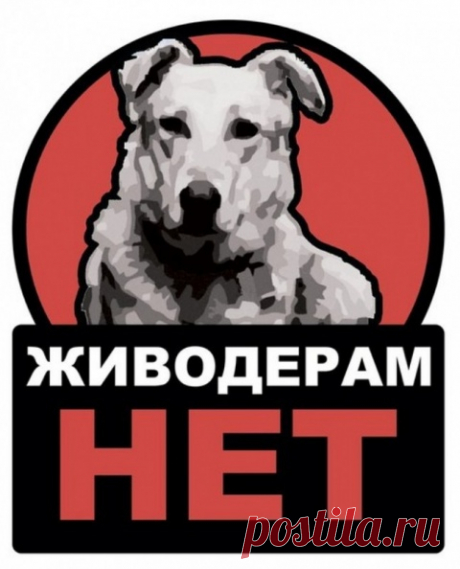 Кота выбросили из движущегося фургона. Парень мигом бросился спасать животное…
