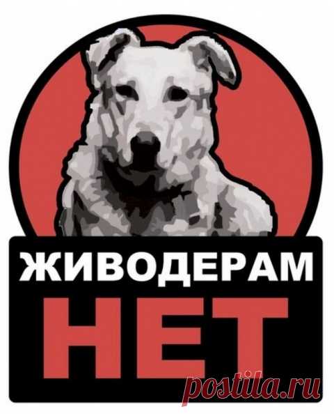 Кота выбросили из движущегося фургона. Парень мигом бросился спасать животное…