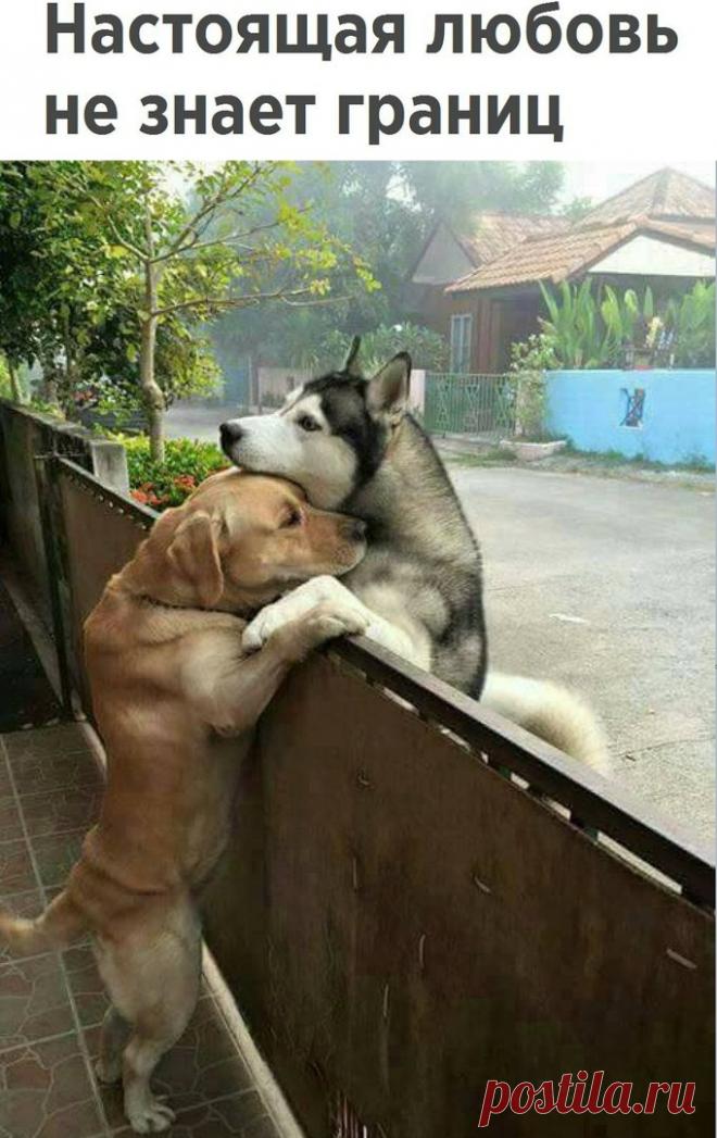 Забавные фото и прикольные картинки с надписью для хорошего настроения