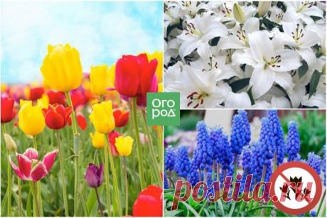 Какие цветы нельзя сажать рядом – Тюльпаны, мускари, лилии

Тюльпаны и другие луковичные, например, лилии и мускари (мышиный гиацинт, гадючий лук) лучше держать подальше друг от друга. Причина в том, что эти растения имеют много общих болезней и вредителей. Поэтому слишком обширное насаждение этих растений на ограниченном пространстве может стать настоящим рассадником инфекций. По этой же причине настоятельно не рекомендуется высаживать эти растения на смену друг другу.