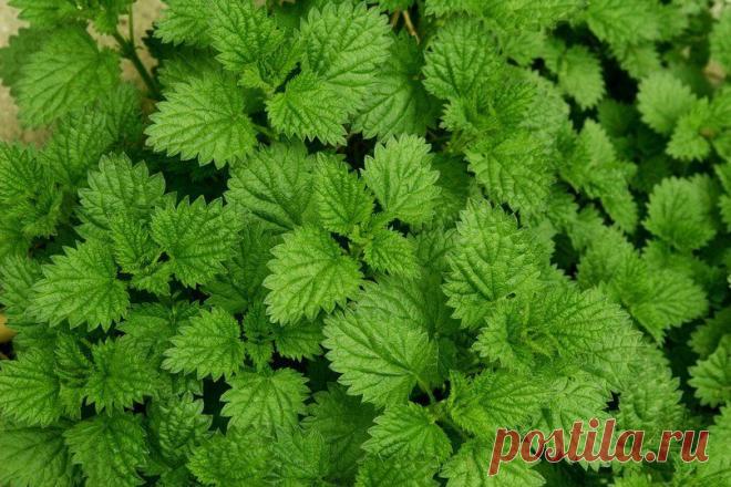 крапива