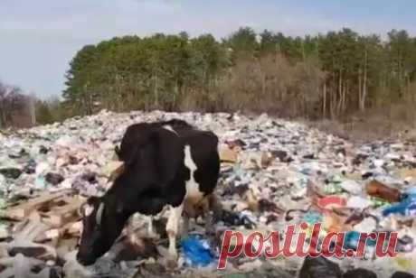 На незаконной свалке под Самарой пасутся коровы | Волга Ньюс | Яндекс Дзен