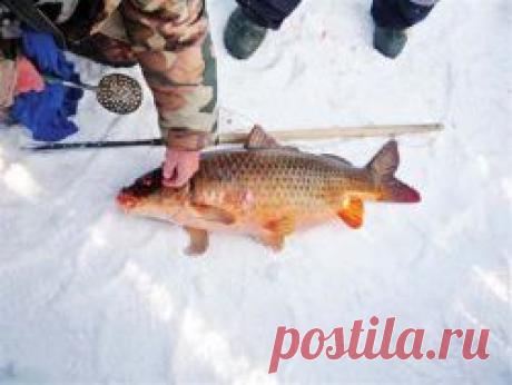 Ловля сазана зимой