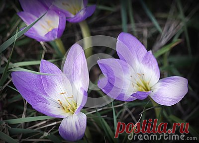 Stock Photos And Royalty-Free Images By Dreamstime