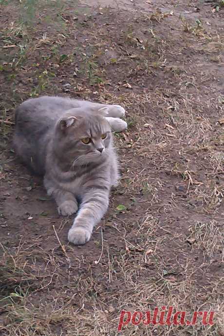 лев Сема