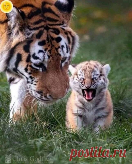 ღ