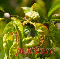 Курчавость персика. Лечение, опрыскивание, обработка, препараты.